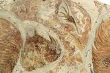 Two Beautiful Dikelokephalina Trilobites With Echinoderm - Morocco #260367-1